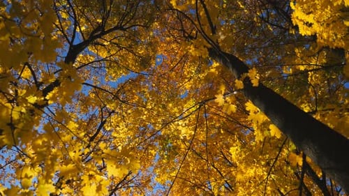 View to Tree Tops with Yellow Maple Leaves in Autumn Forest at Sunny Day Crowns of Plants with Lush