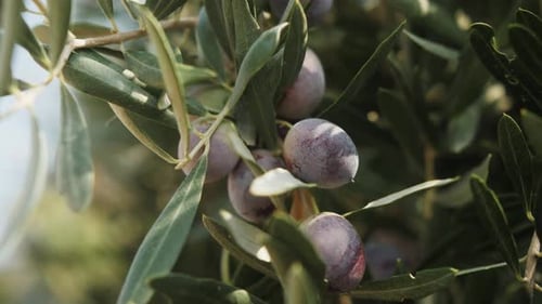 Olive Trees Branch Close Up