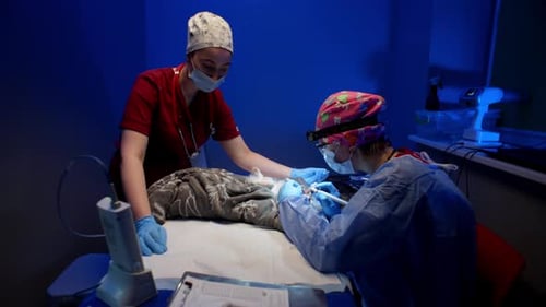 A Female Veterinarian Cleans an Animal's Teeth with a Special Device