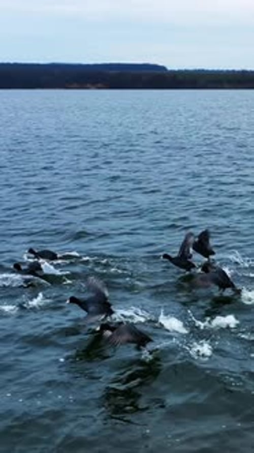 Waterfowls floating on the lake. Black ducks run away from drone.