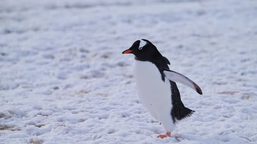 Gentoo Penguin Waddle Up Close with Antarctic Wildlife in Snow