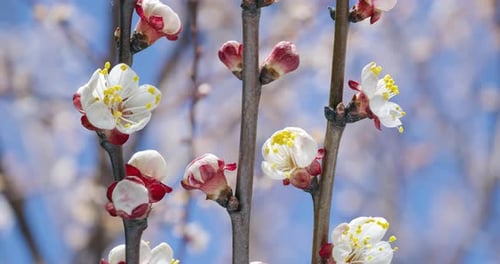 Spring flowers. Apricot flowers on an apricots branch blossom on a nature background.