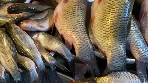 Diferentes tipos de carpas expostas à venda em um mercado de peixes em Bangladesh. Fechar o planejamento h