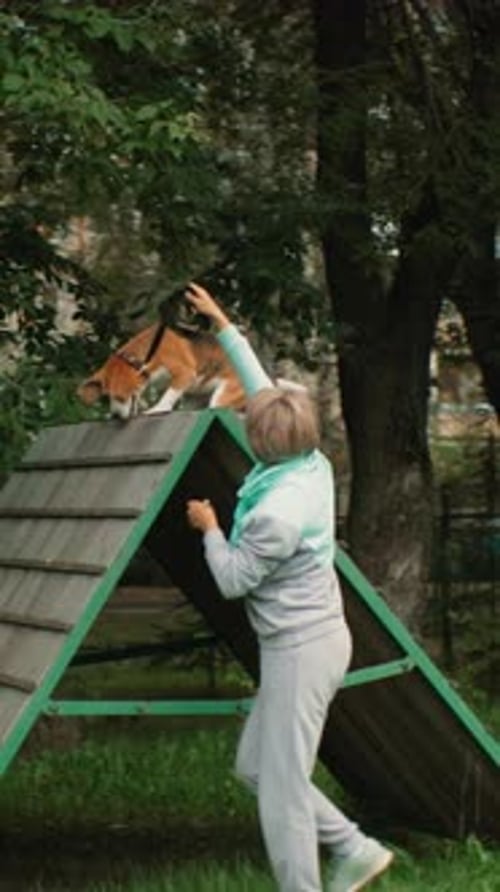Caucasian Woman Guiding Beagle on Ramp in Park Green Grass Trees Gentle Encouragement and Leash