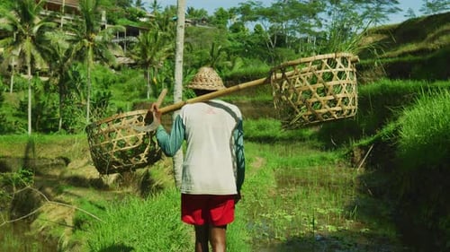 Adult Carrying Baskets Through Green Rice Terraces