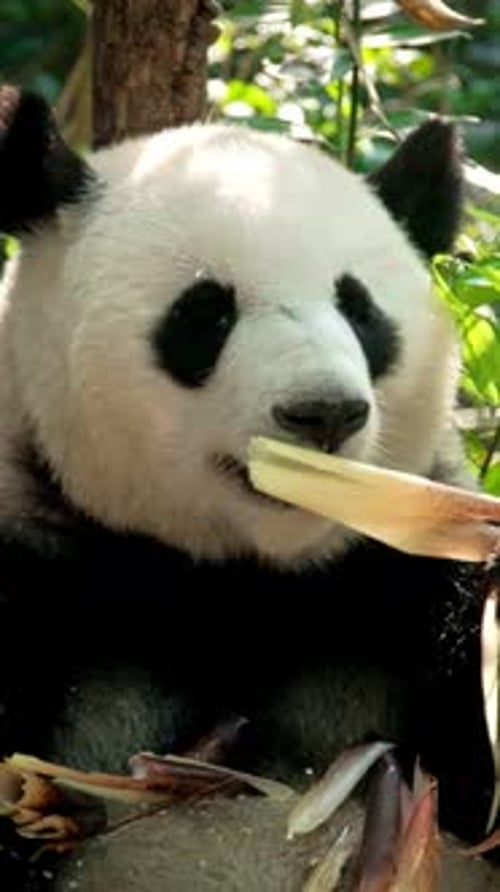 Panda Bear Munching Bamboo in Lush Forest