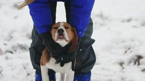 Adorable Beagle Dog Being Held in Snowy Winter Scene