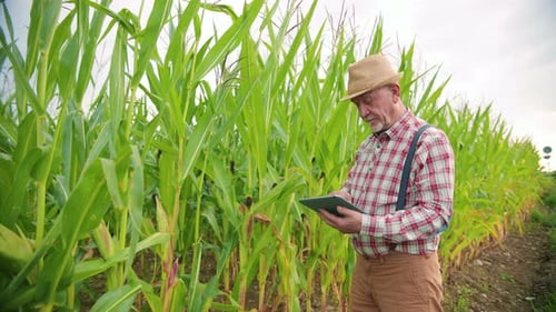Caucasian Senior Man Farmer in a Hat Standing at the Middle of the Corn Field and Tapping Scrolling