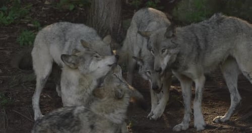 Canadian Wildlife - Pack of wolves in the forest together