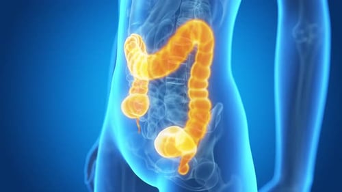 Human large intestine anatomy shown in a rotating medical 3d animation