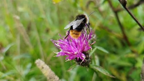 Ralenti, gros plan, abeille récoltant le pollen d'une fleur de chardon violet
