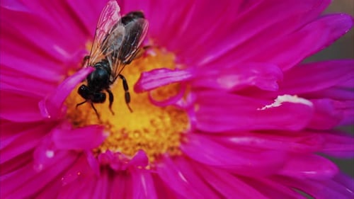 Vibrant close up of a bee collecting nectar on a bright pink flower in a garden