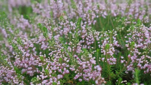 Schöner Hintergrund von lila Blumen, die zwischen grünem Gras wachsen
