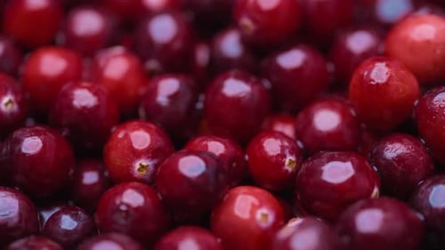 Macro shot of red cranberries with drops of water
