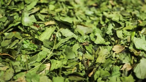 Dried Green Dill Closeup Macro Spice for Food Man Hand Strewing Dill on Food