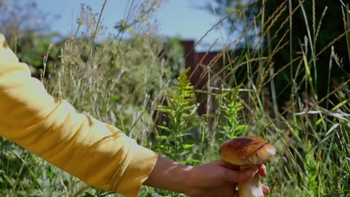 Picking Mushrooms in the Forest Close Up Shoot