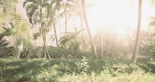 Natural Tropical Scene with Bright Sun Flare
