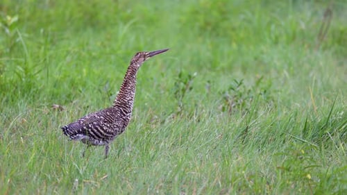 Young juvenil Rainforest marsh with exotic tropical Rufescent Tiger Heron bird in South America