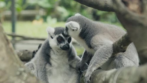 Ringtailed Lemurs Grooming Each Other on a Branch