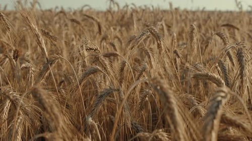 Golden Wheat Field Swaying in Summer Breeze