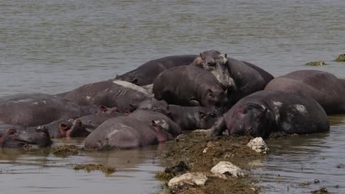 A pod of hippos at waters edge in Ngorongoro Crater, Tanzania