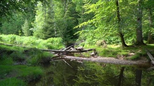 Wide static shot of forest stream with trees blowing in wind, water flowing and fallen logs over the