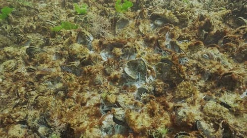 Colonie mourante de mollusques et crustacés recouverte d'algues bleu-vert coloniales contenant des gaz et des moisissures marines
