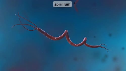3D Animation of Spirillum Bacterium Movement