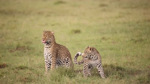 pair of leopards playing in the grass on safari on the Masai Mara Reserve in Kenya Africa