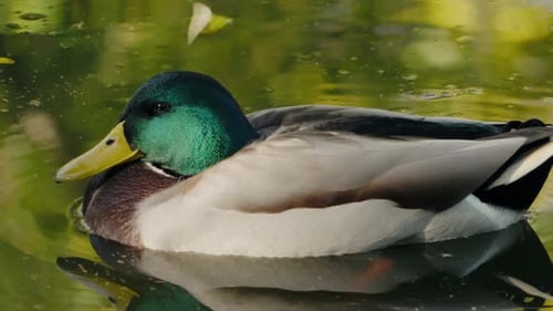 El sereno pato real se desliza en un tranquilo estanque a la luz del sol