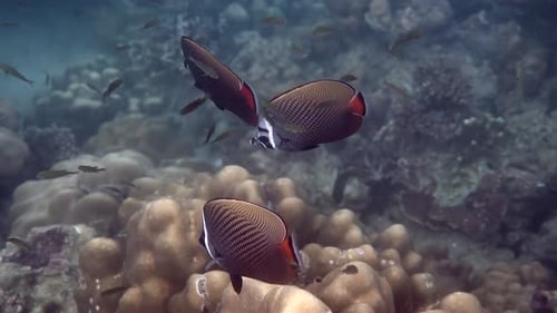 School of Exotic Redtail Butterfly Fish in Tropical Sea Water