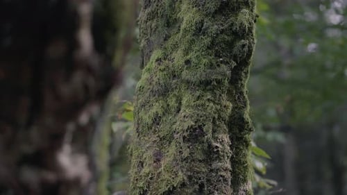 Ein herbstlicher Wald im Nordwesten Englands mit gelben Blättern und Bäumen