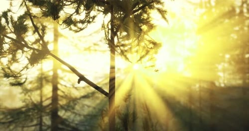 Rayons lumineux filtrant à travers les pins dans une forêt dorée à l'aube