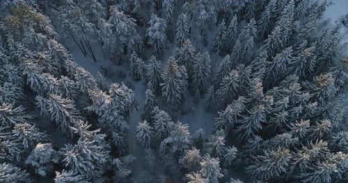 Aerial Top Down Flyover Shot of Winter Spruce and Pine Forest. Trees Covered with Snow, Rising / Se