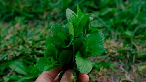 Peppermint Essential Oil in the Garden Selective Focus