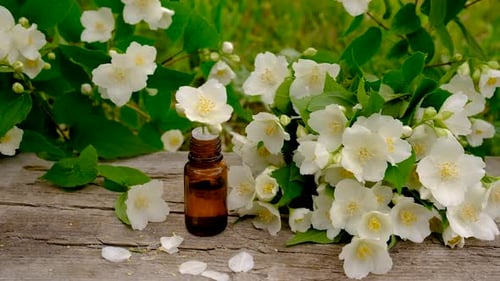 Foco seletivo de óleo essencial de jasmim e flores