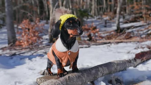 Dachshund Dog with Hat and Vest in Winter