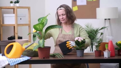 Home Garden Concept Expertly Transplanting Kalanchoe to Flower Pots Gardener Wooden Table