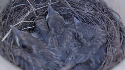 Fledgling birds huddled together in a cozy nest. Close Up. 4K.