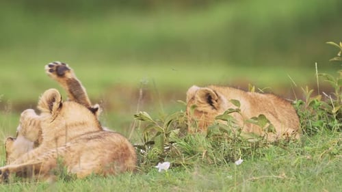 Playful Lion Cubs Frolicking Across the Golden Grasslands of the Serengeti in Tanzania Africa