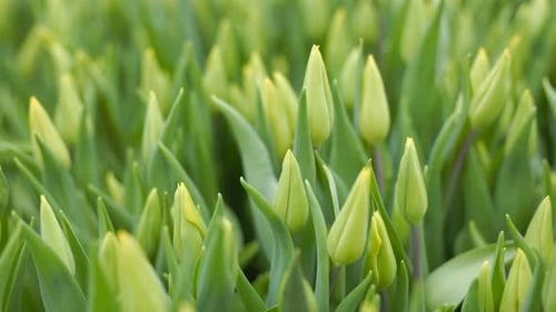 Green tulip buds growing in a lush spring garden field
