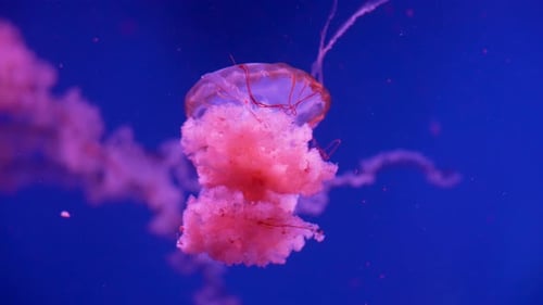 Glühende Quallen schwimmen im Aquarium