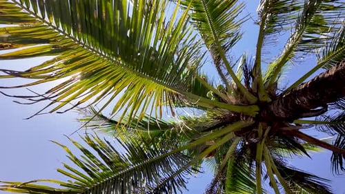 Looking up at green coconut palm trees on a sunny day