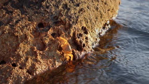 Orange Camouflaged Crab on a Rock near the Sea - slow motion