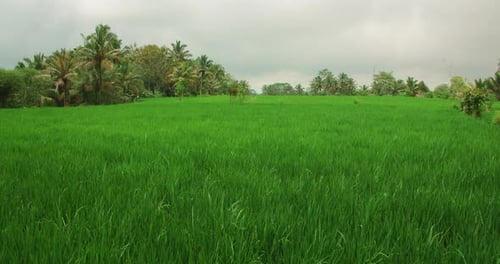 Lush Green Rice Field Under a Cloudy Tropical Sky in Summer Bali Indonesia