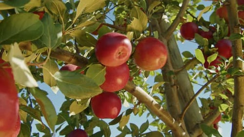 Orchard Filled With Ripe Apples Before Harvest Autumn Bounty