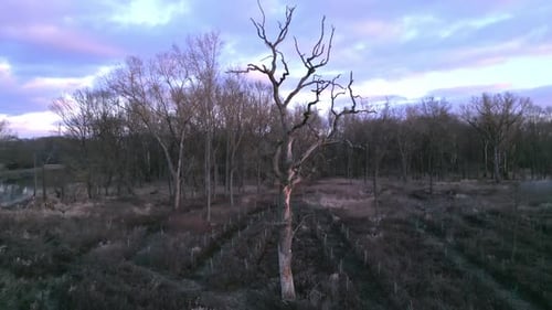 Scenic View Of A Lone Leafless Tree Near Rivershore In A Nature Park During Sunset. Aerial Orbiting