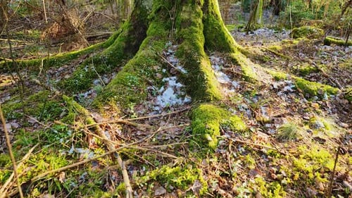 Massive Spruce Tree Root System Covered in Moss in Latvian Forest After Winter Melt