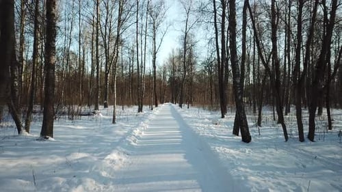 Winter Walk In The Park 02