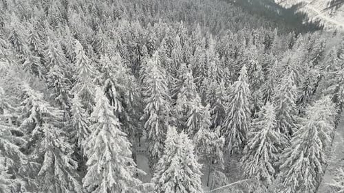 Close Up Aerial View of Pine Trees in Winter Forest Heavily Covered with Fresh Snow and Frost on